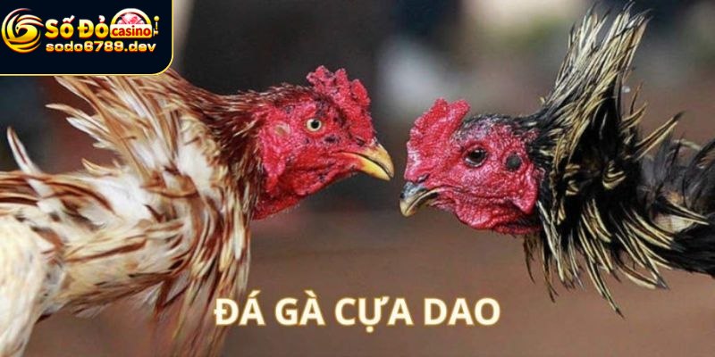 Đá Gà Cựa Dao - Truyền Thống, Sức Hấp Dẫn và Những Quan Ngại 3 Gà cựa dao hấp dẫn vì những lý do nào
