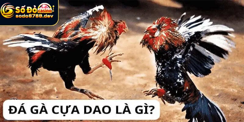 Đá Gà Cựa Dao - Truyền Thống, Sức Hấp Dẫn và Những Quan Ngại 4 Lịch sử và nguồn gốc giải trí gà cựa dao