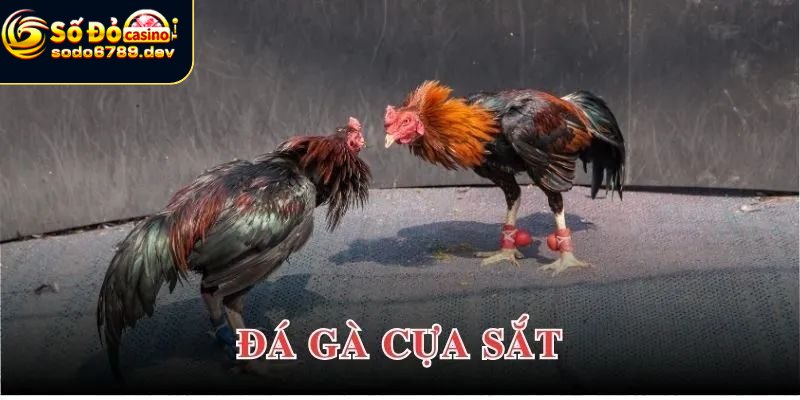 Đá Gà Cựa Sắt - Tìm Hiểu Cách Chơi, Lý Do Thu Hút Và Lợi Ích 2 Giới thiệu tựa game đá gà cựa sắt siêu hot