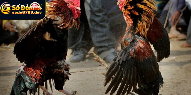 Đá Gà Cựa Sắt - Tìm Hiểu Cách Chơi, Lý Do Thu Hút Và Lợi Ích 4 Chơi đá gà với chiến thuật siêu hiệu quả
